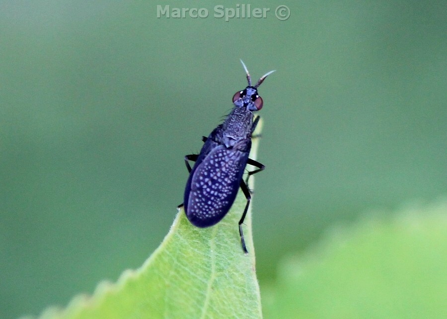 Coremacera marginata